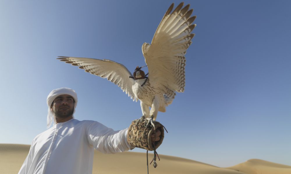 Falconry experience in Dubai desert