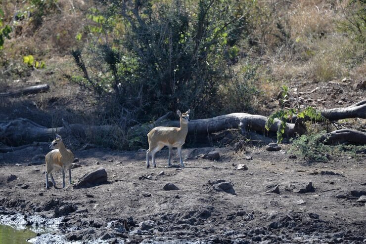 The Wildlife of the DDCR