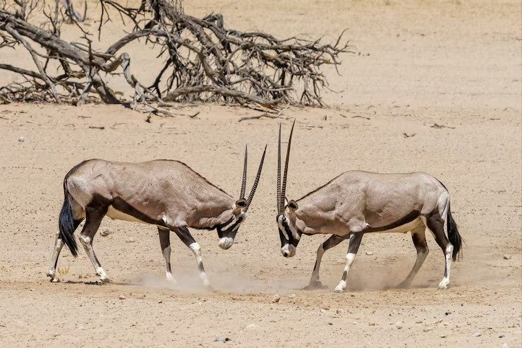 The Wildlife of the DDCR