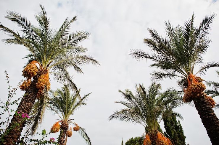 Native Plants of Dubai
