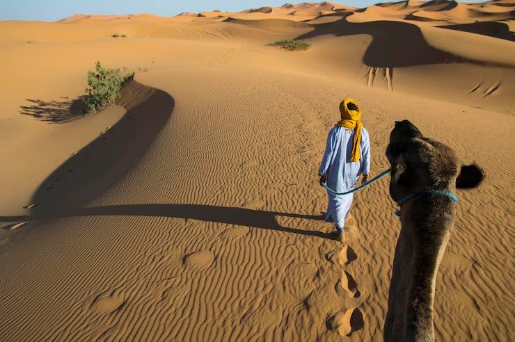dubai desert conservation reserve (ddcr): a complete guide to محمية دبي الصحراوية